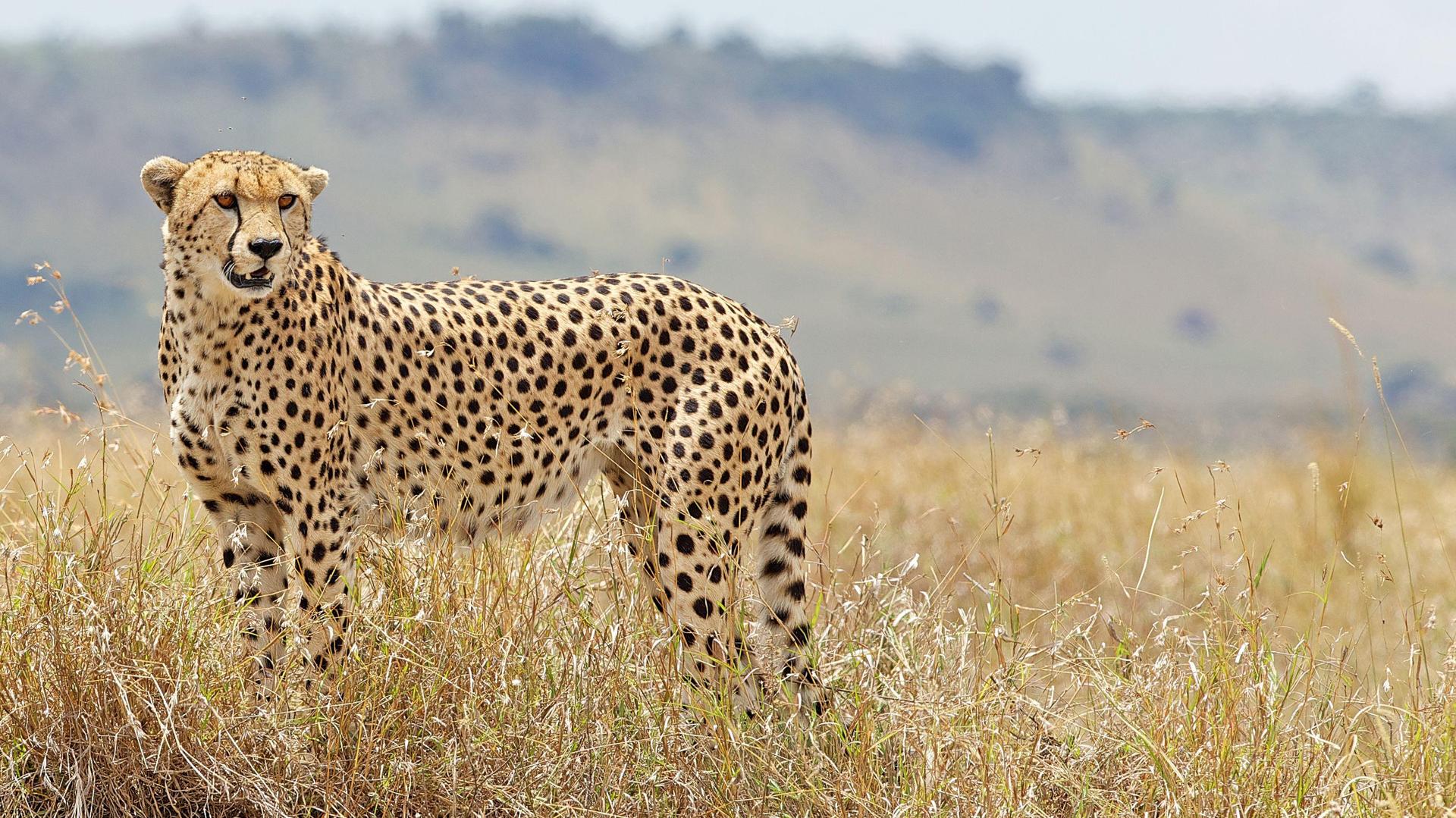 Un assaggio di safari – 5 giorni / 4 notti | Parco Nazionale del Tarangire, Cratere di Ngorongoro, Parco Nazionale del Lago Manyara