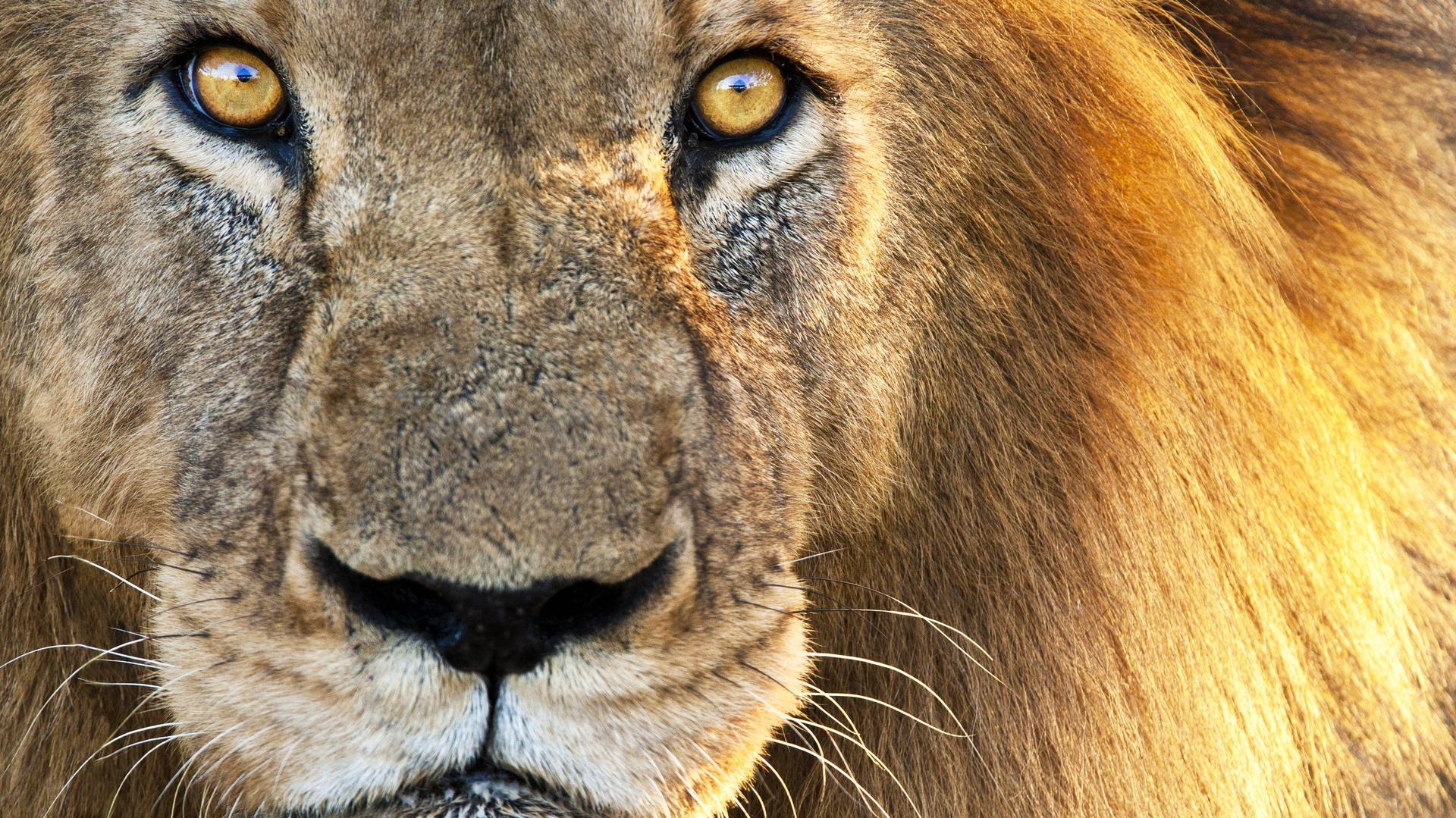 **Safari Condiviso di 8 Giorni – Verso il Selvaggio: Delta dell’Okavango & Moremi**