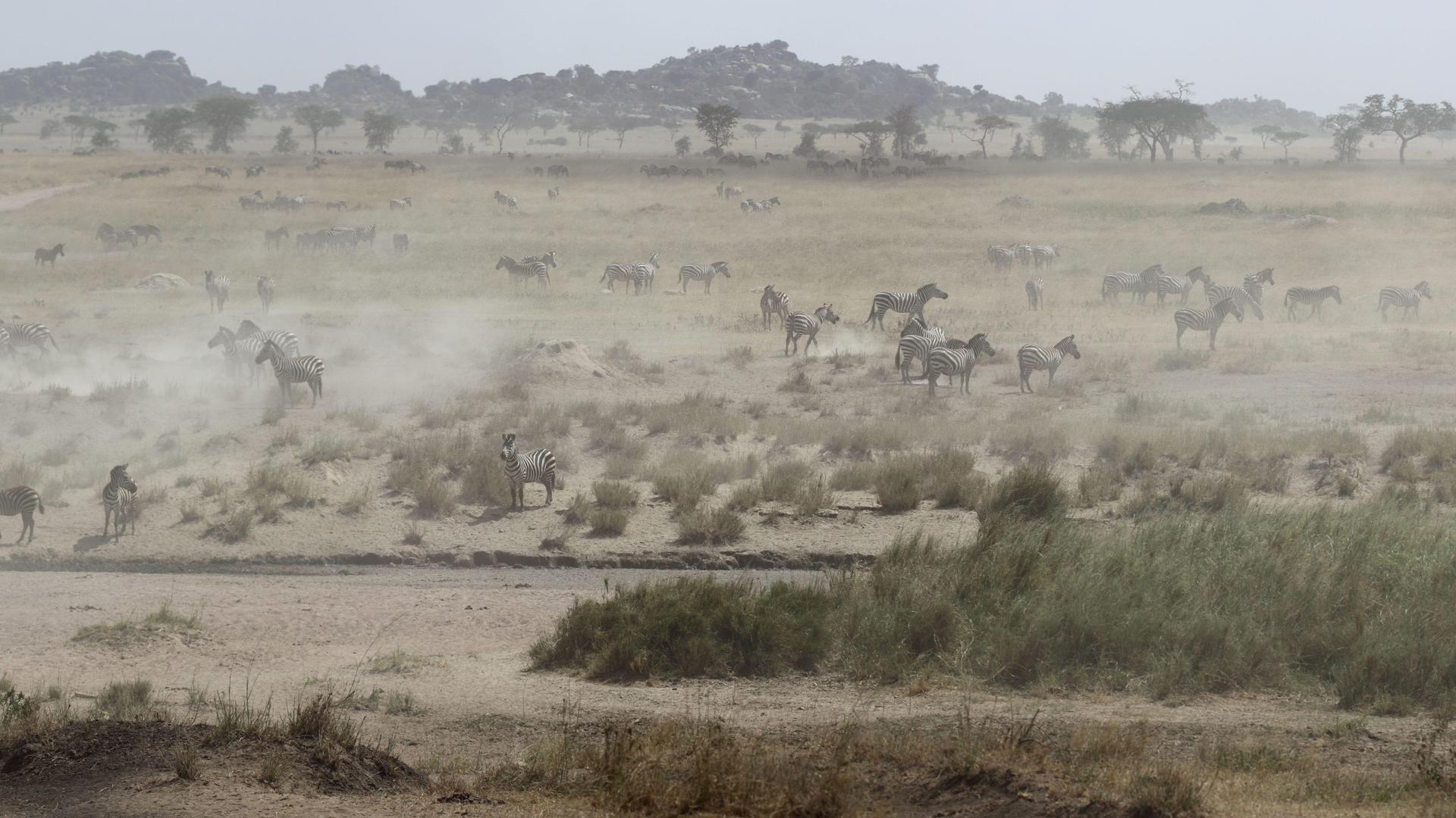 2 Giorni, 1 Notte: Safari con Game Drive di un'intera giornata al Parco Nazionale di Nyerere da Zanzibar