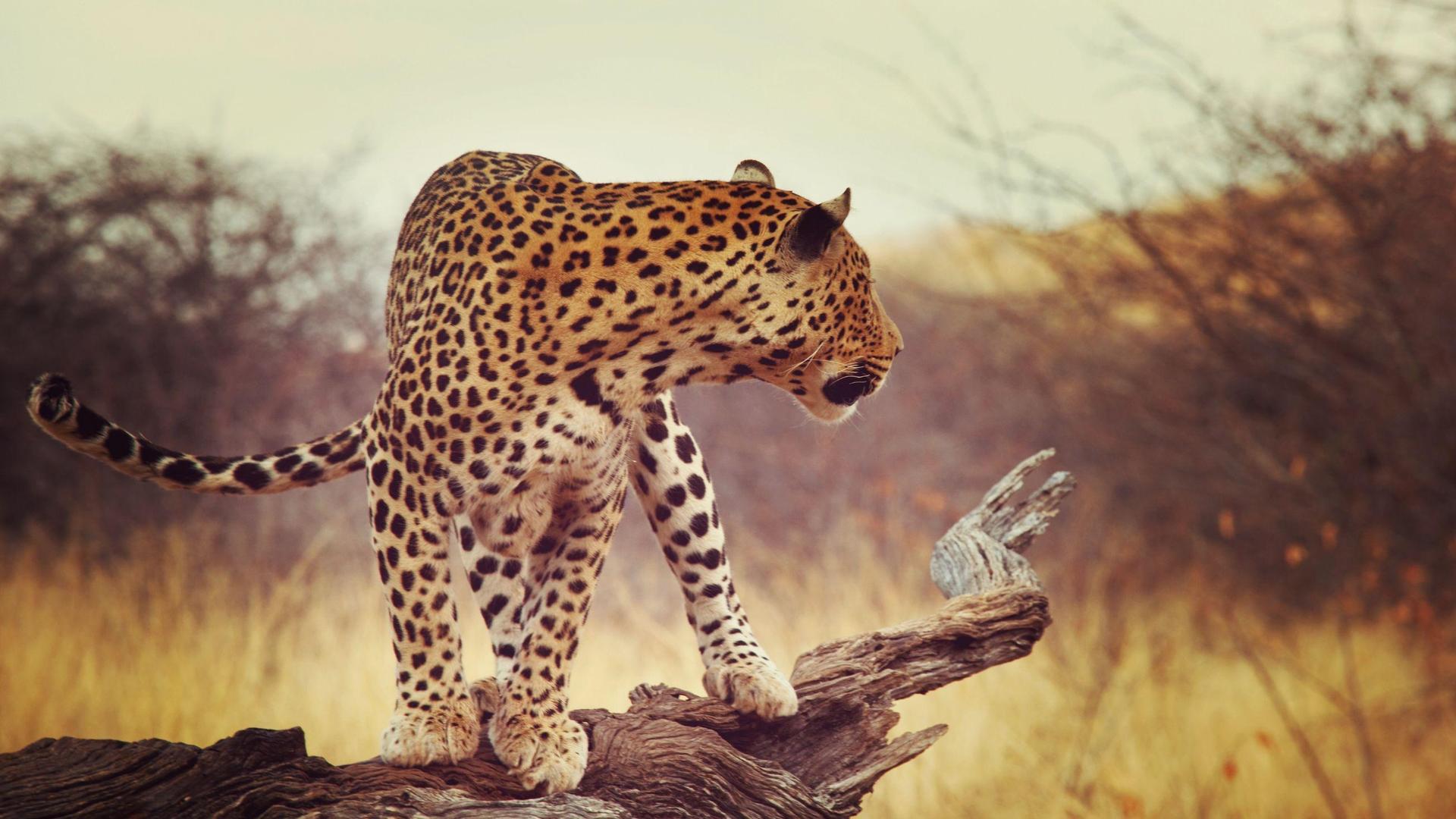Full-Day Moremi Game Drive Safari - Private Safari