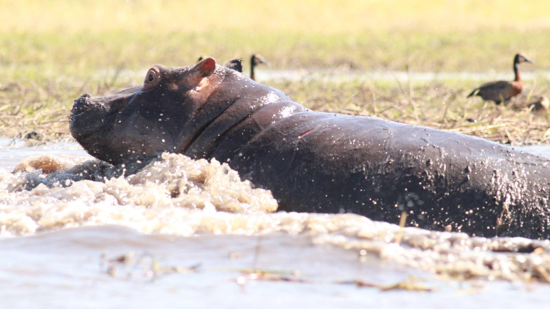 Zambia's best 12 nights Safari package.Best of Lower Zambezi,Livingstone & Kafue National Park