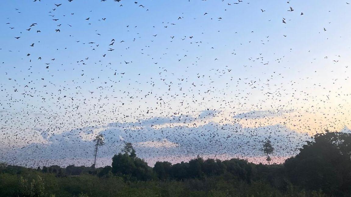 Kasanka National Park Bat Migration Safari: Witness the World's Largest Mammal Migration – 4 Days, 3 Nights